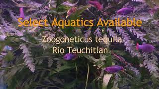 Select Aquatics Available  Zoogoneticus tequila 2023 [upl. by Enair701]