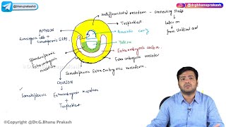 10 Second Week Of Development  Embryology [upl. by Icram]