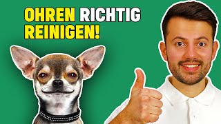 Ohrenreinigung beim Hund  wichtige Tierarzt Tipps [upl. by Ynaiffit]