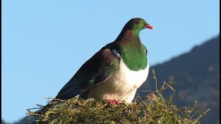 Tui  Kereru and Bellbirds [upl. by Annaihr]