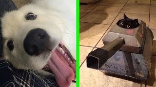 FUNNIEST Cats vs Dogs  The ULTIMATE Compilation 2023 🤣 [upl. by Coward]