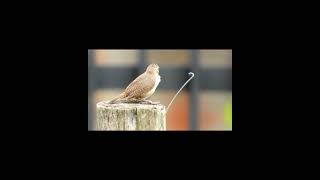 Southern House Wren Troglodytes musculus [upl. by Doykos]