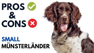 Small Münsterländer Pros and Cons  Kleiner Münsterländer Advantages and Disadvantages [upl. by Nord288]