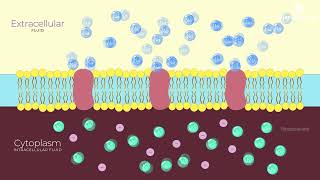 Generation and Conduction of Nerve Impulse  Simplified  Class 11  NCERT Biology neet biology [upl. by Arihsat]