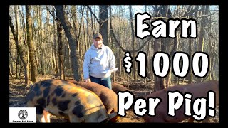 Make Money With Pastured Pigs  Earn Over 1000 in 6 Months [upl. by Shyamal984]