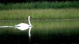 Trumputer Swan Taking Off [upl. by Gusba]