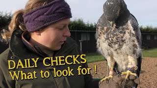 Falconry Basics  Daily Checks amp Basic Handling [upl. by Aronos]