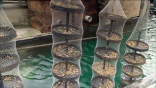 Oyster Farming at Tio Point [upl. by Ciredor]