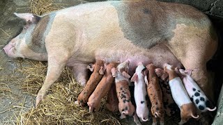 Pig farm Nepalबंगुरpig [upl. by Elita101]