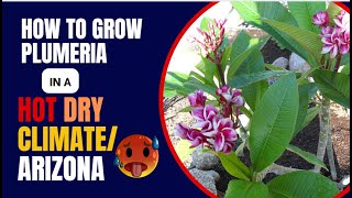 Growing Plumeria in Phoenix Arizona or a Hot Dry Climate [upl. by Avivah]