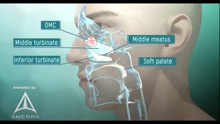 Tour of the Nasal Passage  3D animation [upl. by Liebman]