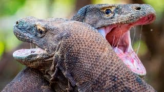 Epic Fight Between Two Komodo Dragons [upl. by Ayo]