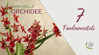 ORCHIDEE come curarle  i 7 fondamentali [upl. by Airotkiv262]