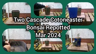 Two Cascade Cotoneaster Bonsai Repotted Mar 2024 [upl. by Akere]