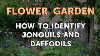 How to Identify Jonquils and Daffodils [upl. by Tem728]