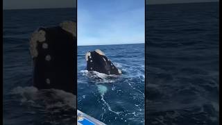 AVISTAJE DE BALLENAS PUERTO MADRYN [upl. by Barayon547]