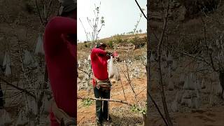 Pulling branches with bags of clinker process [upl. by Allemahs]