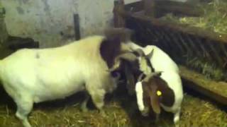 Making of Little boergoats burenziegen [upl. by Kahaleel851]