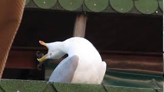 Seagull meme [upl. by Holtz919]