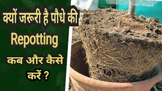 Repotting कब और कैसे करें  benefits of REPOTTING plants  correct way to repot plants [upl. by Allain73]