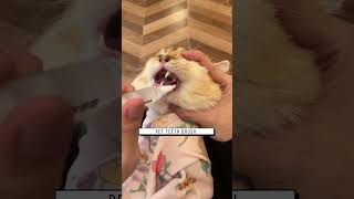 Pet teeth brush Link is on bio or copywwwniopetscom [upl. by Nadeen803]