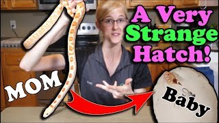 Baby ALBINO Bullsnakes Hatching [upl. by Giza]