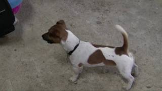 Jack Russell Terrier in fox training [upl. by Enale]