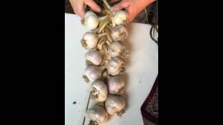 Garlic braiding [upl. by Hasseman760]