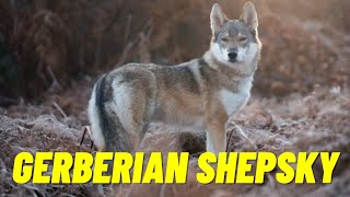 Gerberian Shepsky  The Awesome Mix of German Shepherd Husky Mix  Top 10 Facts [upl. by Skardol767]