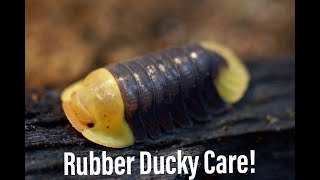 Rubber Ducky Isopod Care [upl. by Kooima506]