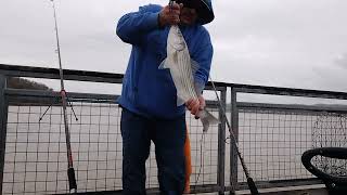 eckley pier striper fishing Crockett CA [upl. by Athal]