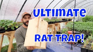 No More Rats Easy Homemade Rat Trap [upl. by Kcirdneh]