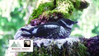 Marbled Murrelet Conservation [upl. by Clements]