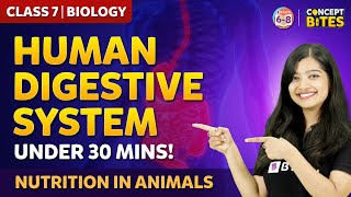 Digestion in Human Class 7 Chapter 2  Nutrition In Animals  BYJUS [upl. by Shayla]