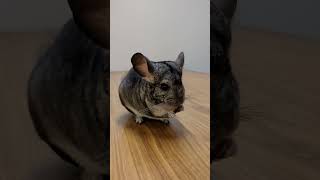 Cute Chinchillas 20240625 2346 chinchilla cute pets bunny rabbit squirrel ペット チンチラ [upl. by Atilef655]