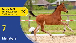 Live Auction  Jumping Foals  May 26th  No 7 Megabyte by Meganus PS  Checkter [upl. by Oivatco]