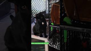 Kitten entertained by worm toy cats blackkitty catbaby blackcat cutecat catlover cat catlife [upl. by Gladstone]