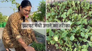 Growing Fenugreek successfully at home मेथी कैसे उगाएं dampingoff [upl. by Gelasius]