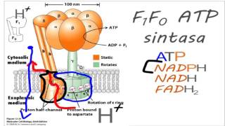 Fosforilación oxidativa [upl. by Darcy]