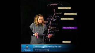 Blood Supply of the Lower Limb [upl. by Donica]