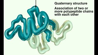 Quaternary Structure of Proteins  Definition Characteristics and Features [upl. by Esmaria]