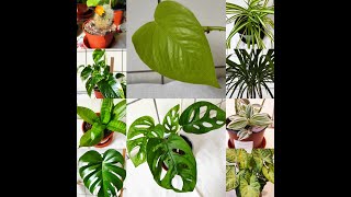 Moje pokojové rostliny  My houseplants [upl. by Abrahamsen]