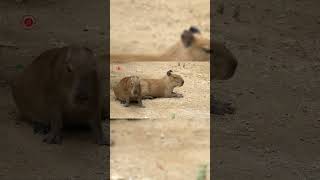 Real Capybara Sounds l High Quality l Cute Capybara Sound Experience shorts [upl. by Mettah]