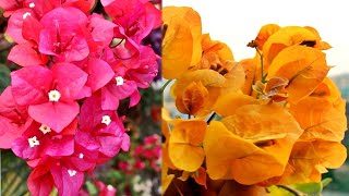 11 Varieties of Bougainvillea Plants  My Bougainvillea Collections [upl. by Urba]