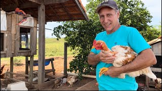 Venda de frango reprodutor para o criatório Santa Bárbara 🐓 [upl. by Nwahsyar338]