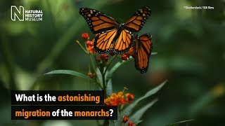 Meet the migrating monarchs  Natural History Museum [upl. by Weirick]