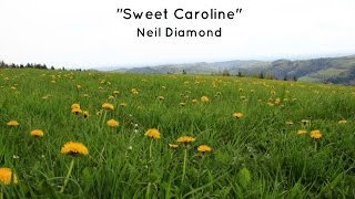 Sweet Caroline Lyrics  Neil Diamond [upl. by Yrekaz833]