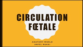 Circulation fœtale 💗 [upl. by Loftus301]