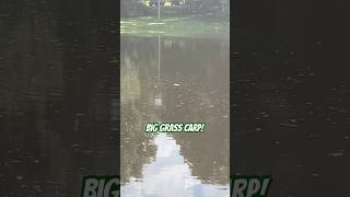 Huge grass carp feeding [upl. by Boyer]