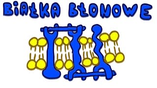 Białka Błonowe  LiczNaPalcach Biologia [upl. by Tristis]